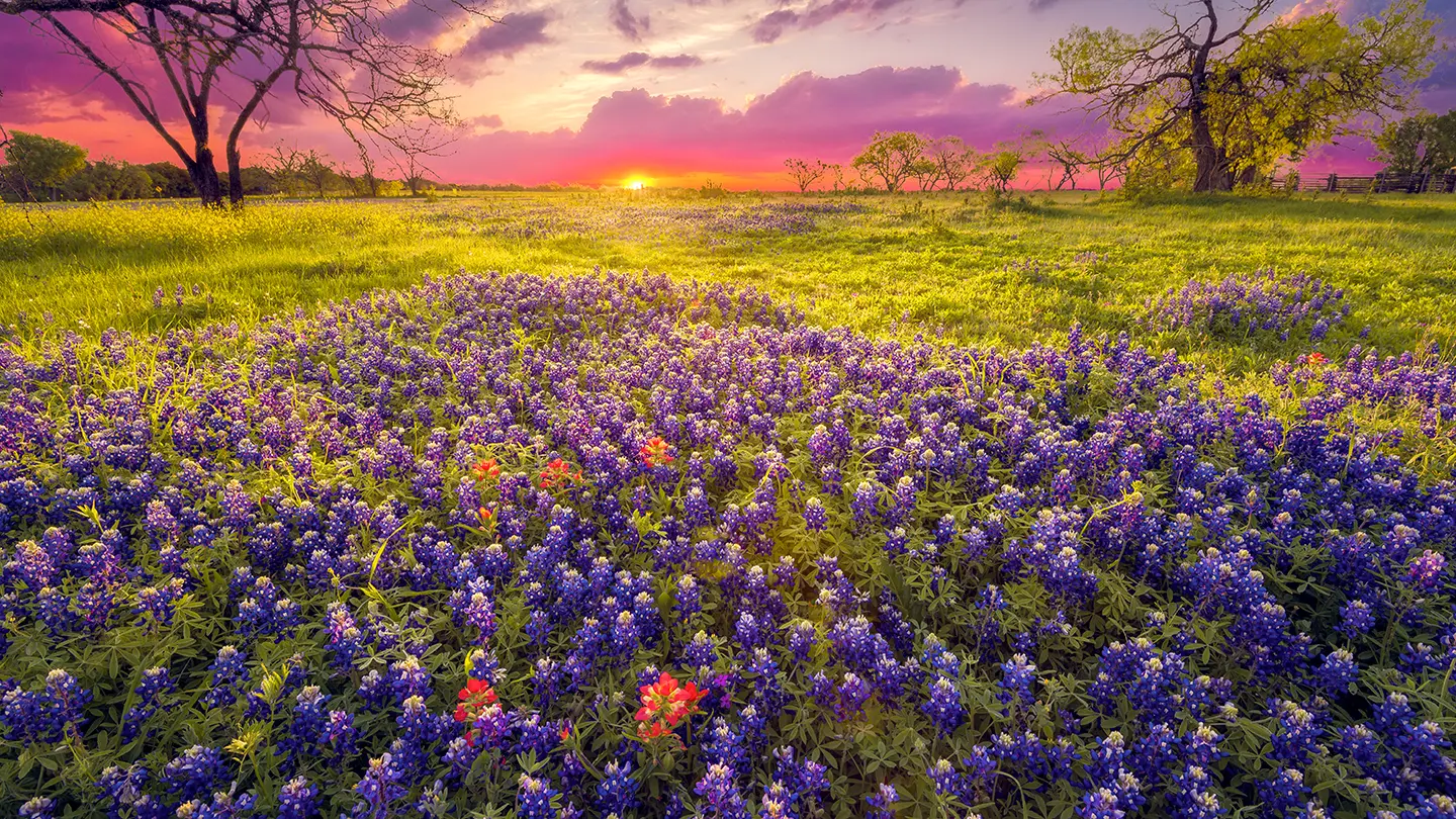 A field of bluebonnets and red wildflowers silhouetted against a vibrant pink and purple sunset with the sun dipping below the horizon.