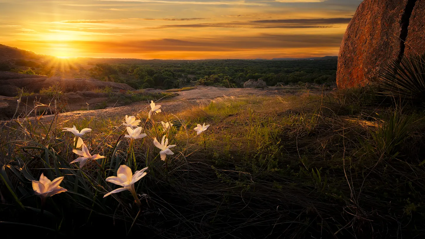 White rain lilies growing among rocky granite terrain in the foreground, overlooking a lush green valley and a golden sunset.