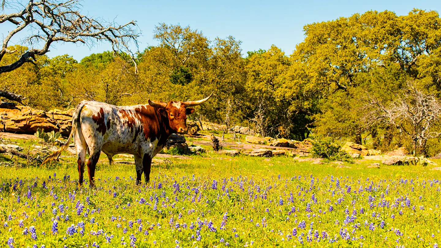 A Texas Longhorn standing in a grassy pasture dotted with bluebonnets and rocky outcrops on a bright, sunny day.