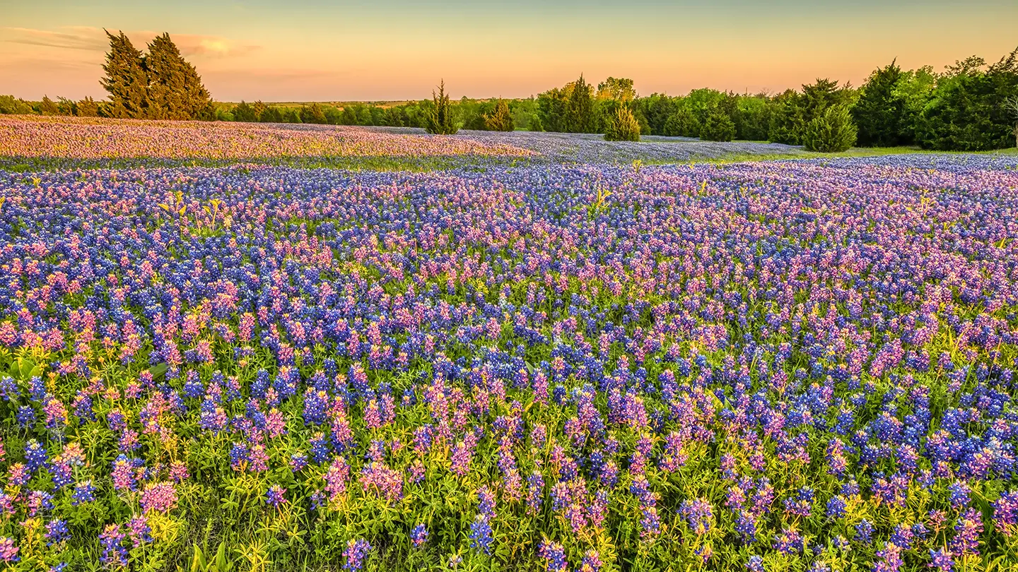 A field mixed with bluebonnets and pink wildflowers bathed in warm golden-hour sunlight, with a line of cedar trees in the background.
