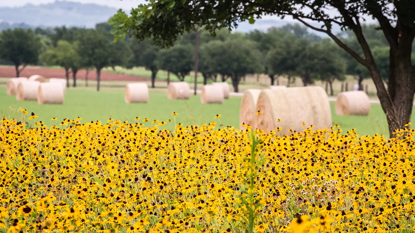 A bright field of yellow black-eyed Susans in the foreground, with large round hay bales scattered across a green pasture and a line of oak trees behind them.