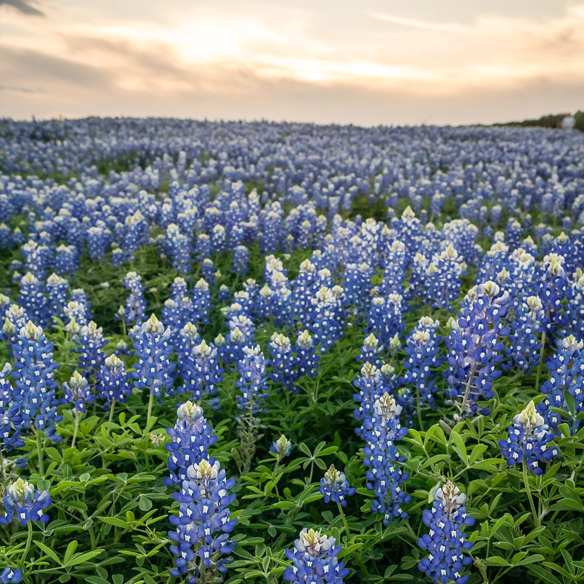 A close-up, low-angle view of a dense field of bluebonnets stretching toward the horizon under a soft, overcast evening sky.