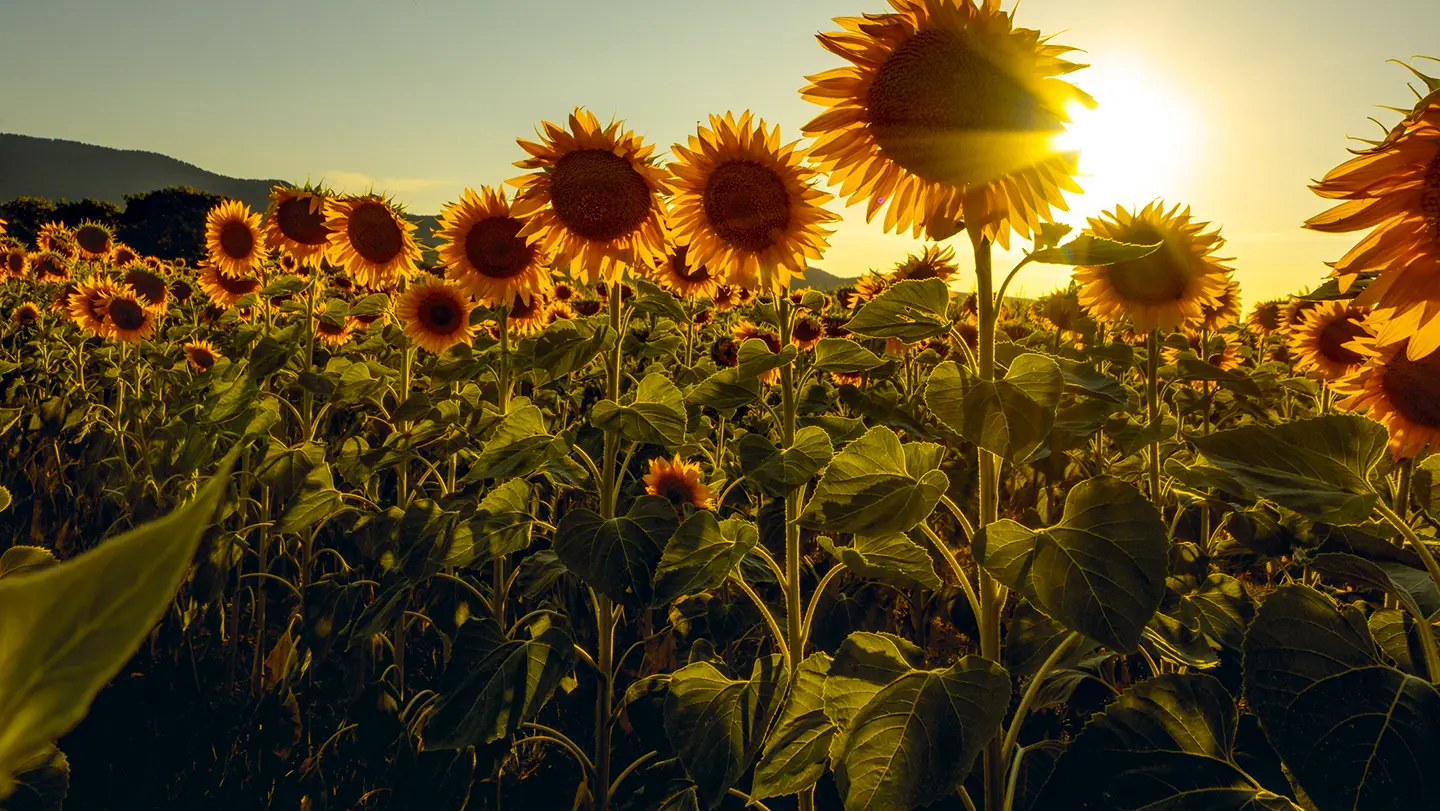 A field of tall sunflowers facing the sun, with the bright sunlight backlighting the petals and leaves, creating a warm, golden glow across the landscape.